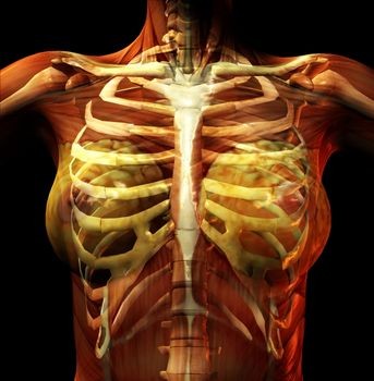 Costochondritis: Overview, causes, triggers, diagnosis,& remedies - FactDr